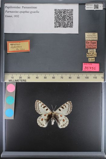 Media type: image;   Entomology 71211